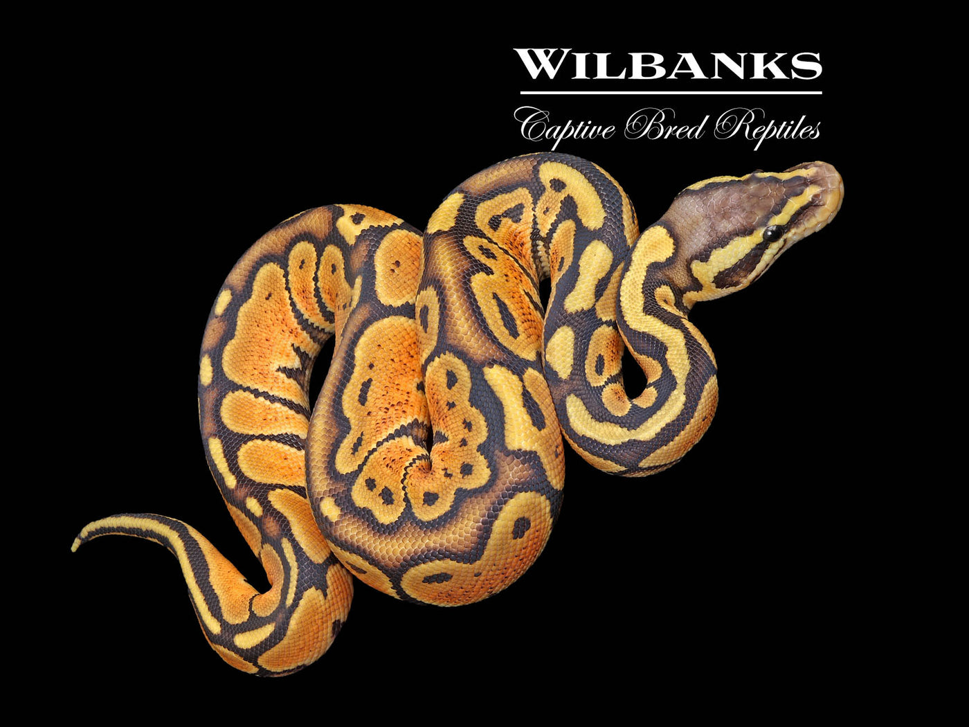 Pastel Orange Crush Ball Python ♂ '25