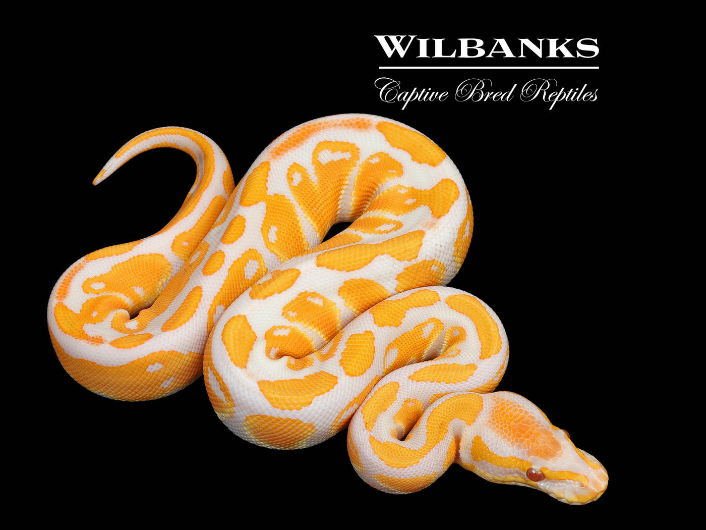 Lavender Albino Ball Python ♀ '25