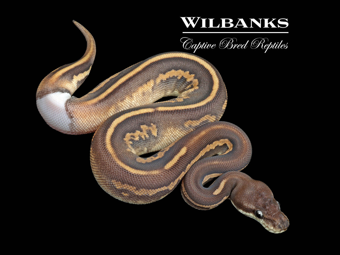 Leopard Blackhead Cinnamon 100% Het. Lavender Albino Ball Python ♀ '25