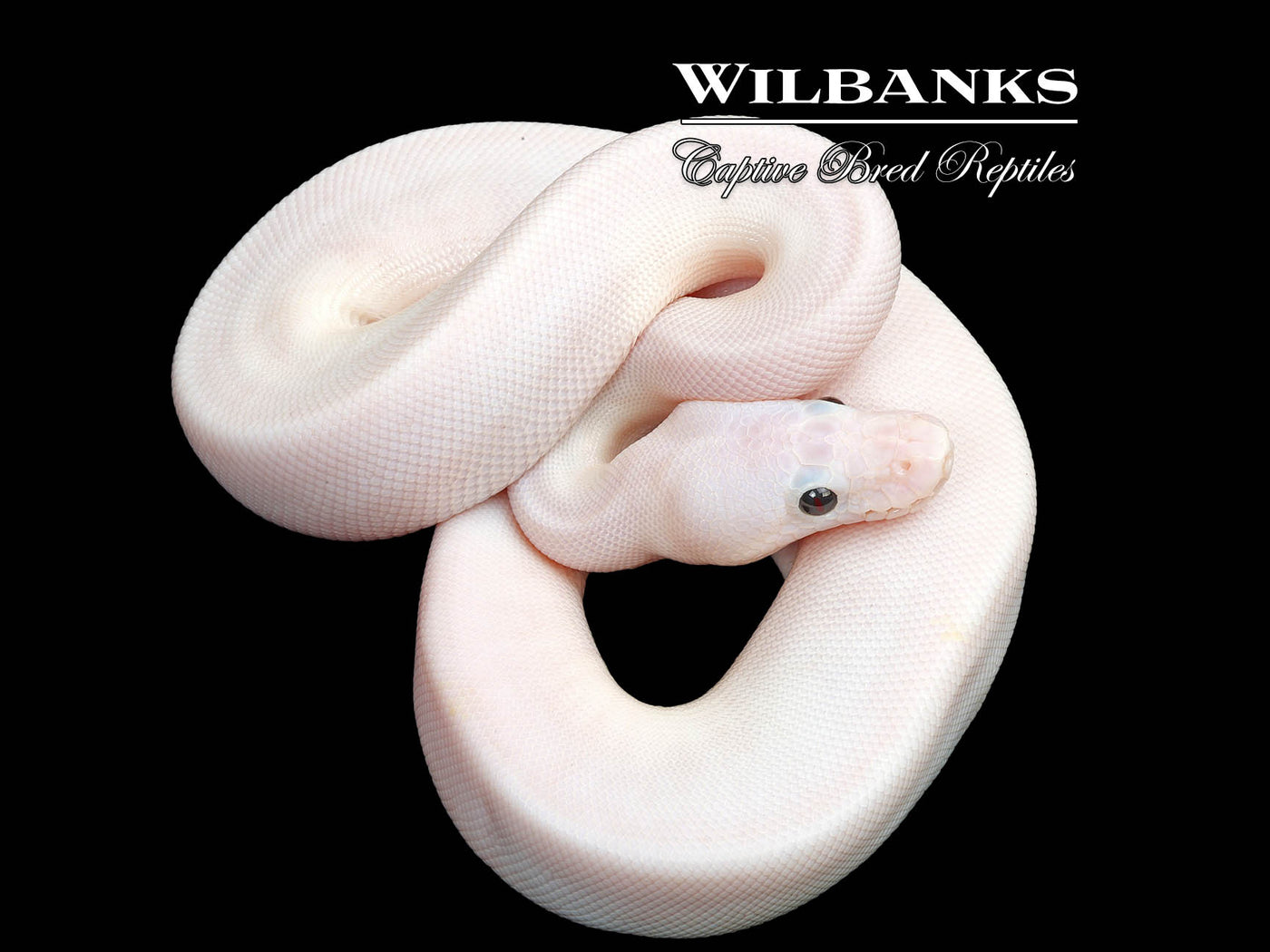 Super Fire Ball Python ♀ '25