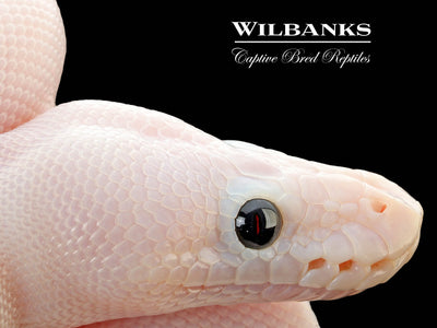 Super Fire Ball Python ♀ '25