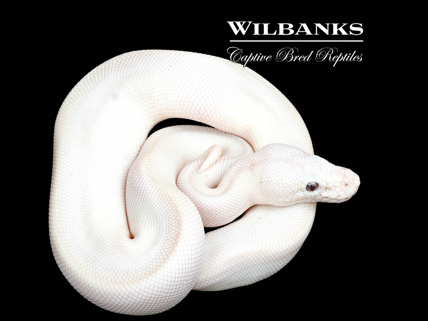 Banana Blue Eyed Leucistic (Mojave Butter) Ball Python ♂ '25