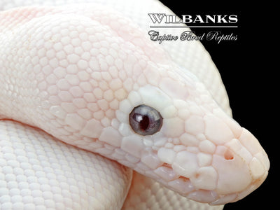 Banana Blue Eyed Leucistic (Mojave Butter) Ball Python ♂ '25