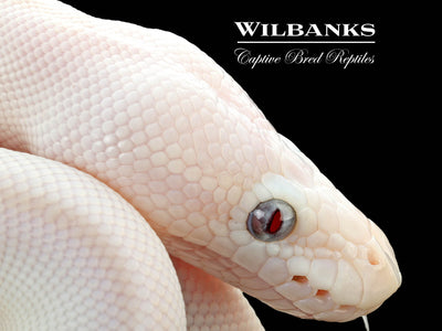 Banana Blue Eyed Leucistic (Mojave Butter) Ball Python ♂ '25