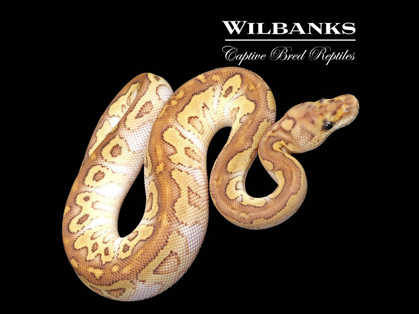 Butter Clown Ball Python ♂ '25