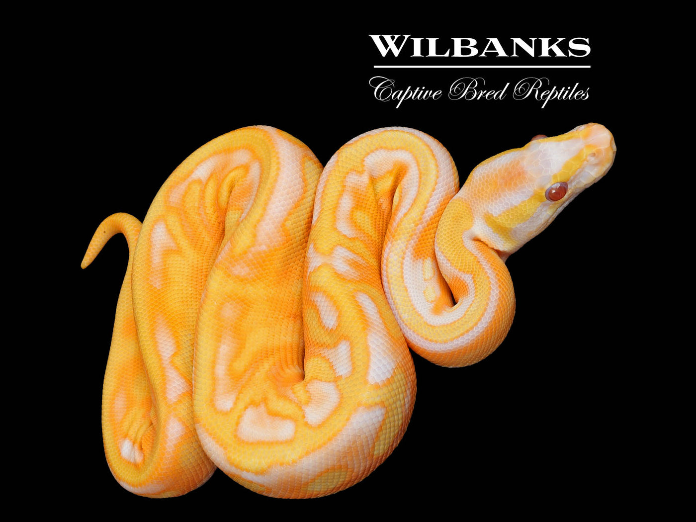 Blackhead Enchi Dreamsicle Ball Python ♂ '25