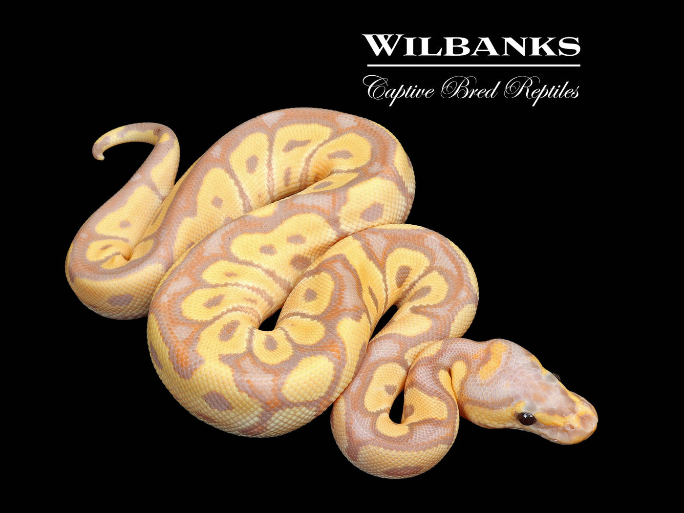 Banana Clown Ball Python ♂ '25