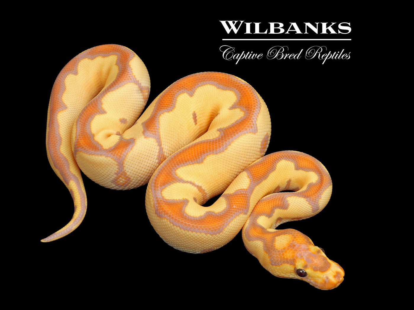 Banana Blade Clown Ball Python ♂ '25