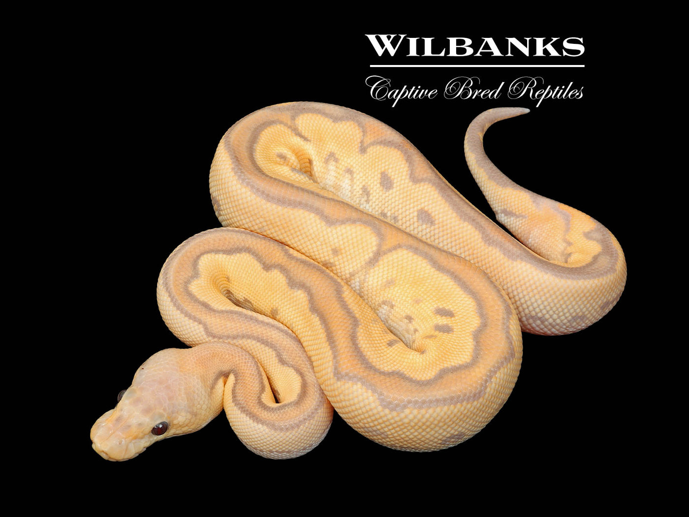 Banana Cinnamon Clown Ball Python ♂ '25