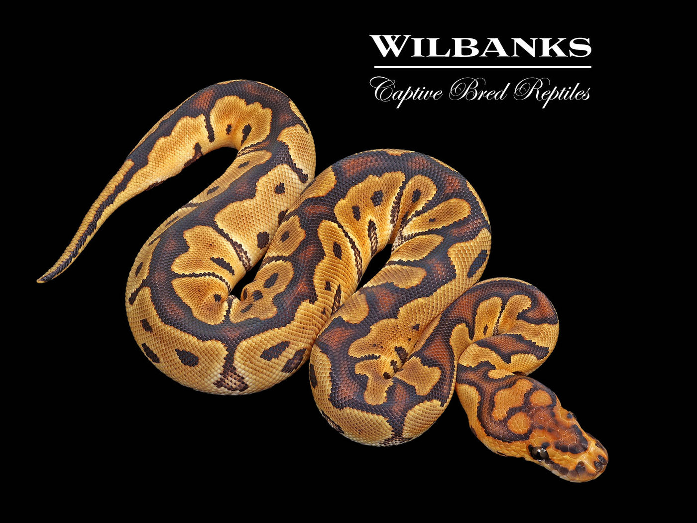 Clown Ball Python ♀ '25
