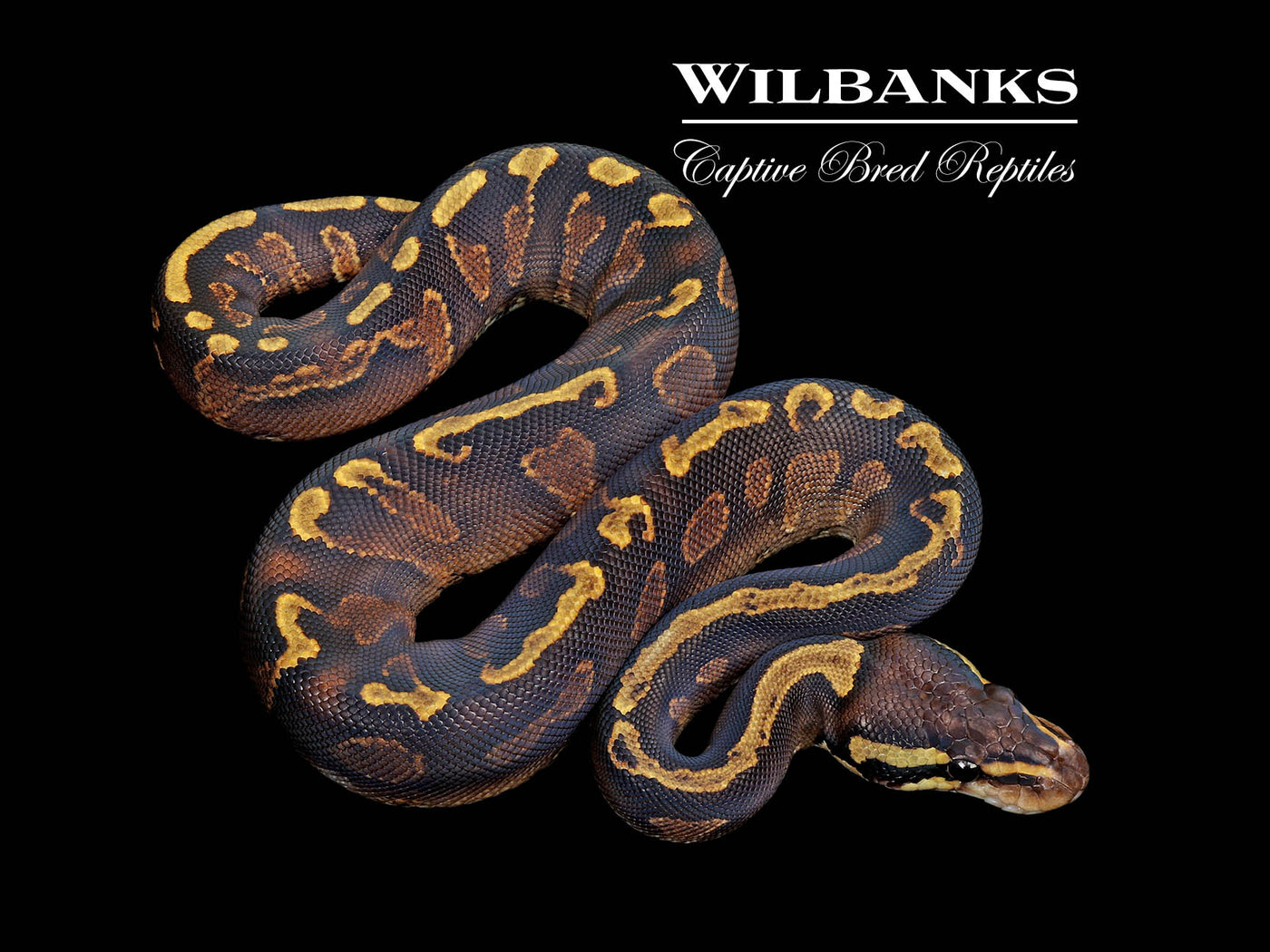 GHI Yellow Belly or Asphalt Ball Python ♀ '25