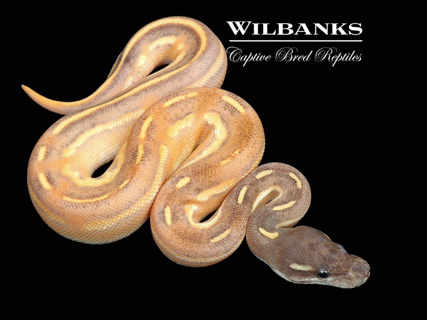 Blackhead Fire Cinnamon Mojave Enchi Ball Python ♂ '25