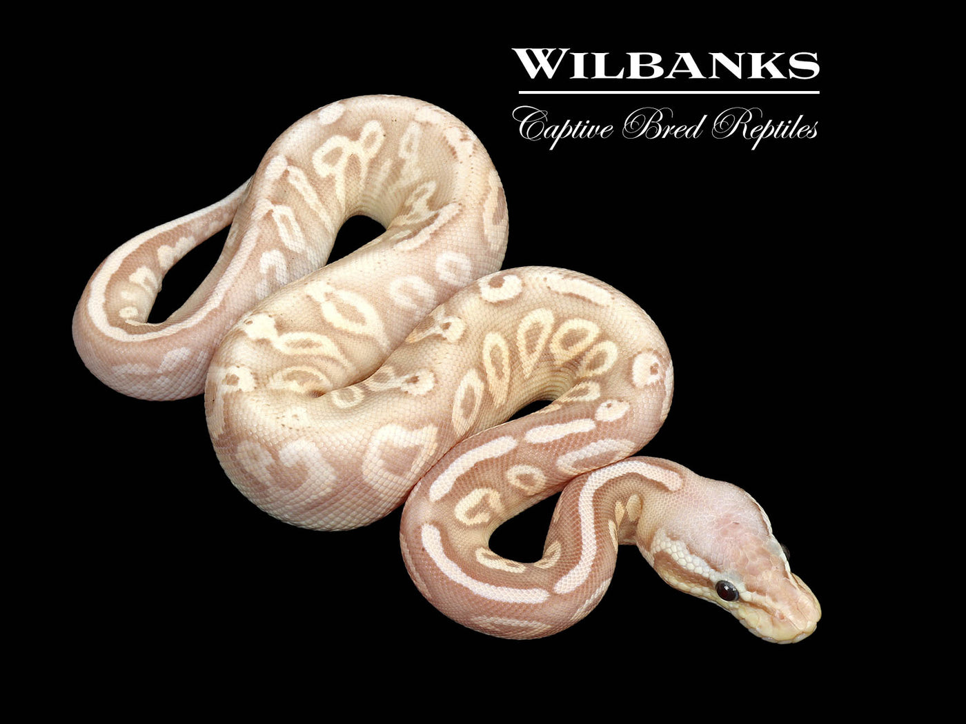 Banana Pewter Yellow Belly Ball Python ♂ '25