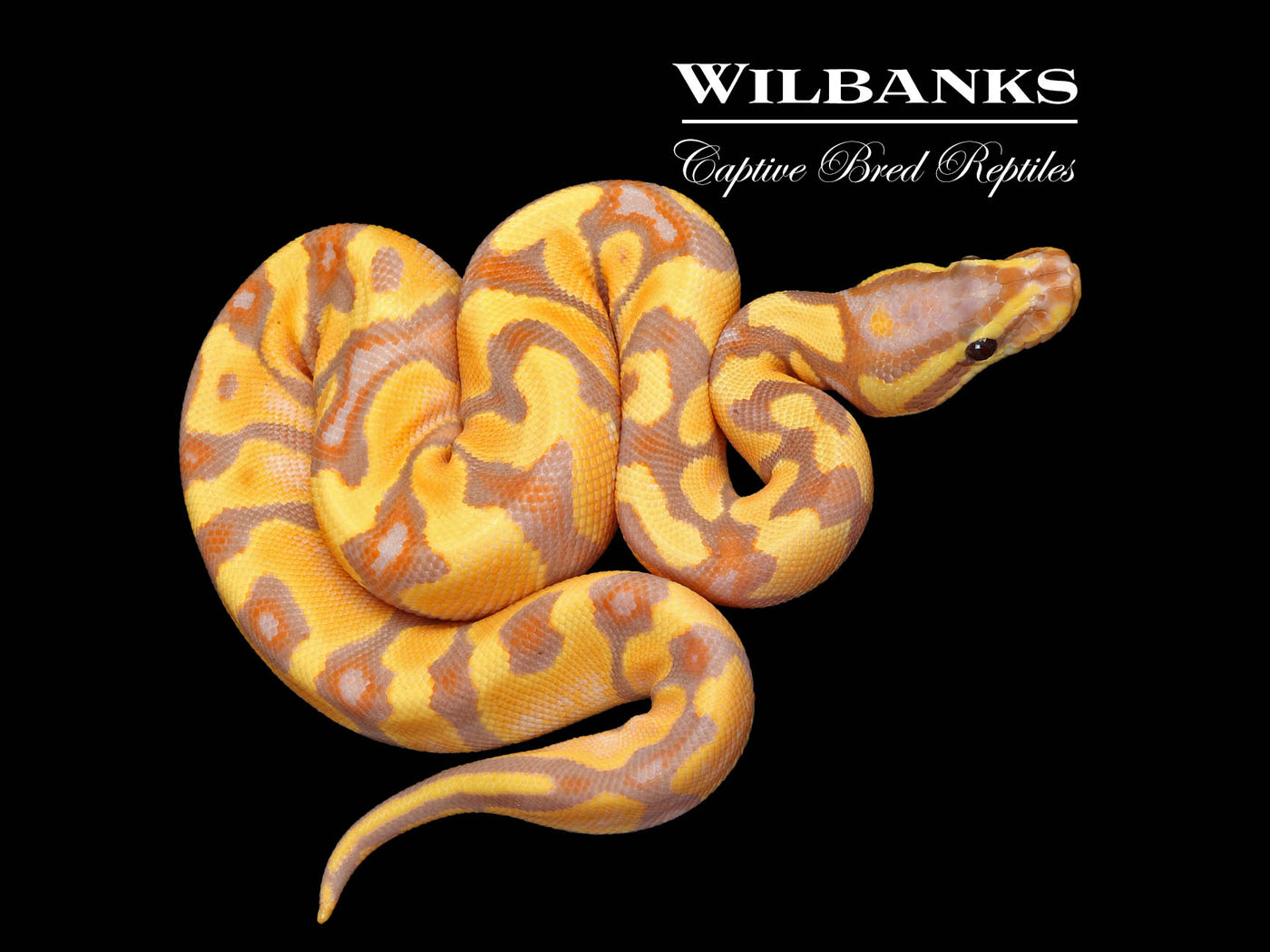 Banana Enchi Yellow Belly Ball Python ♂ '25