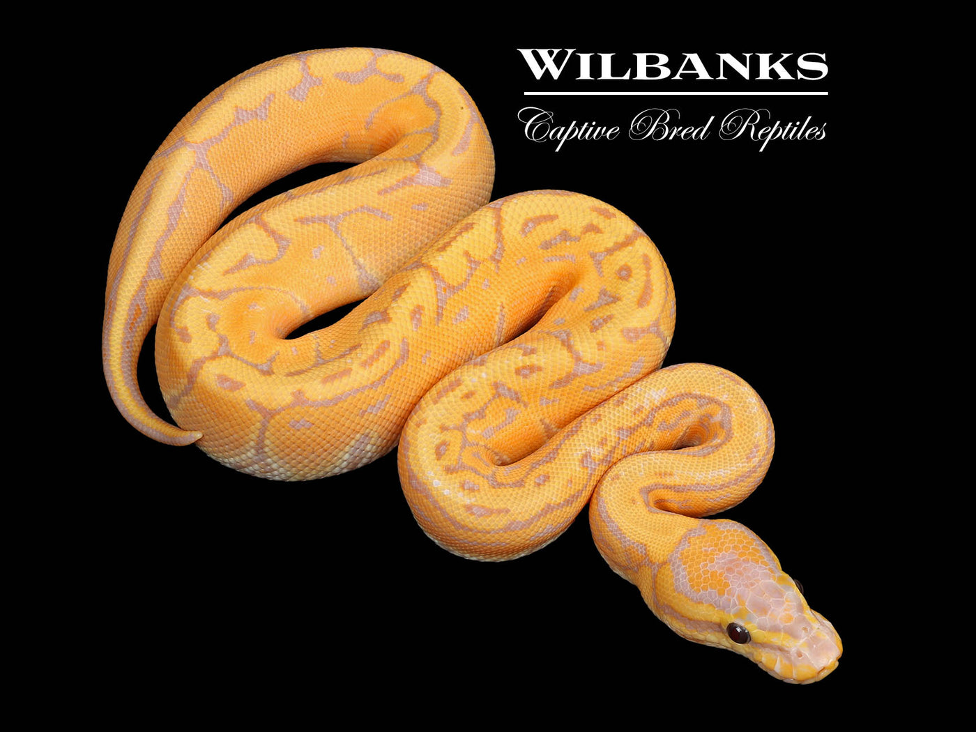 Banana Pinstripe Ball Python ♂ '25
