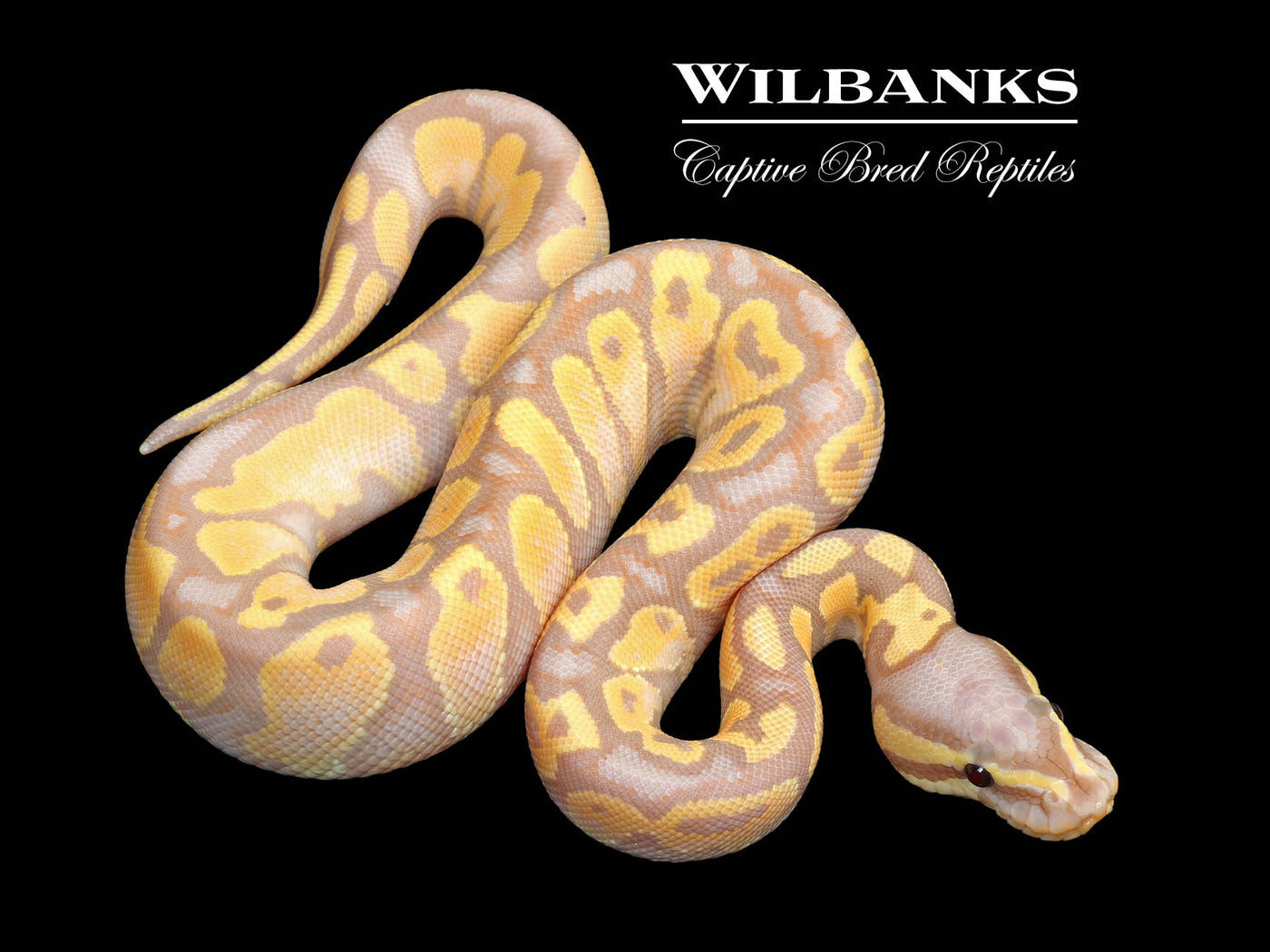 Banana Yellow Belly Ball Python ♂ '25