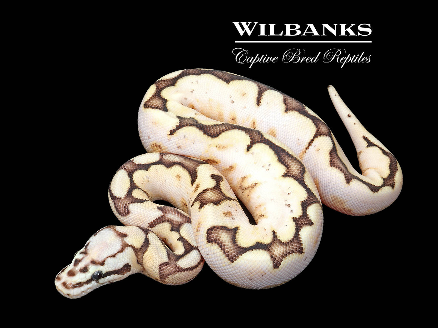 Fire Sugar Bee Ball Python ♀ '25