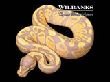 Banana Ball Python ♂ '26