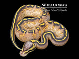 Pastel Freeway Ball Python ♀ '26