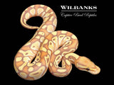 Banana Butter Ball Python ♂ '26
