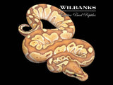 Banana Butter Ball Python ♂ '26