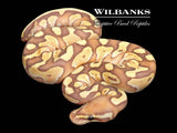 Banana Butter Ball Python ♂ '26