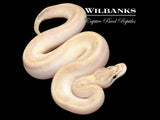 Ivory Ball Python ♂ '26