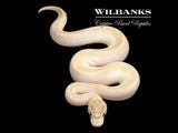 Ivory Ball Python ♂ '26