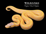 Banana Pinstripe Ball Python ♂ '26