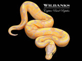 Banana Fire Ball Python ♂ '26