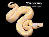 Banana Fire Ball Python ♂ '26