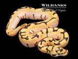 Pastel Stinger Bee Ball Python ♂ '26