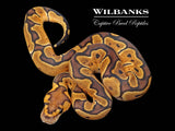GHI Enchi Clown Ball Python ♀ '26