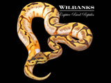 Sugar Stinger Bee Fire Yellow Belly Ball Python ♀ '26