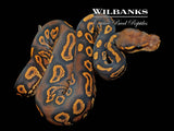 Blackhead Orange Crush Orange Dream Yellow Belly Ball Python ♀ '26