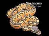 Pastel Ghost Ball Python ♂ '26