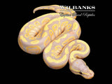 Banana 100% Het. Pied Ball Python ♀ '26