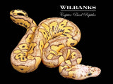 Pastel Sugar Clown Ball Python ♀ '26
