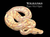 Banana Nuclear Ball Python ♂ '26