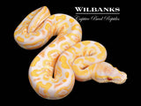 Lavender Albino GHI Ball Python ♂ '26