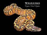 Pastel GHI Asphalt Ball Python ♂ '26