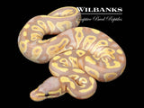 Banana Mojave Ball Python ♀ '26