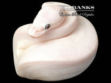 Banana Blue Eyed Leucistic (Mojave Butter) Ball Python ♂ '26