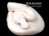 Banana Blue Eyed Leucistic (Mojave Butter) Ball Python ♂ '26