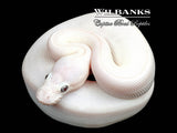 Banana Blue Eyed Leucistic (Mojave Butter) Ball Python ♂ '26