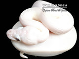 Blue Eyed Leucistic (Mojave Butter) Ball Python ♀ '26