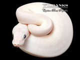 Blue Eyed Leucistic (Mojave Butter) Ball Python ♀ '26