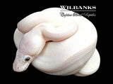 Blue Eyed Leucistic (Mojave Butter) Ball Python ♀ '26