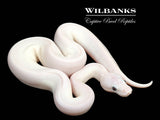 Blue Eyed Leucistic (Mojave Butter) Ball Python ♀ '26