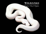 Blue Eyed Leucistic (Mojave Butter) Ball Python ♀ '26